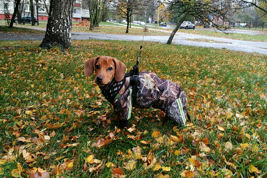 Siltināts suņu kombinezons  ar atstarotāju( taksis), XL